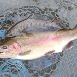癒しの釣り ～岡崎トラウトポンド～